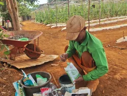 Nutrisi Timun Lewat Kocor, Warga Binaan Rutan Pelaihari Optimalkan Pertumbuhan 