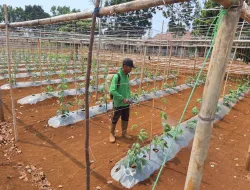 Perawatan Kacang Panjang, Rutan Pelaihari Bekali Warga Binaan Keterampilan Pertanian