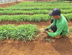 Panen 75 Ikat Kangkung, Rutan Pelaihari Perkuat Pembinaan Kemandirian Warga Binaan