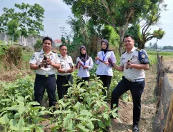 29 Kg Terong Dipanen, Lapas Ambarawa Wujudkan Ketahanan Pangan yang Produktif