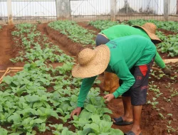 Panen Usai, Perawatan Berlanjut, Rutan Pelaihari Jaga Kebun Sawi Tetap Produktif