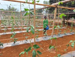 Tak Sekadar Menanam, Warga Binaan Rutan Pelaihari Konsisten Rawat Kacang Panjang di SAE